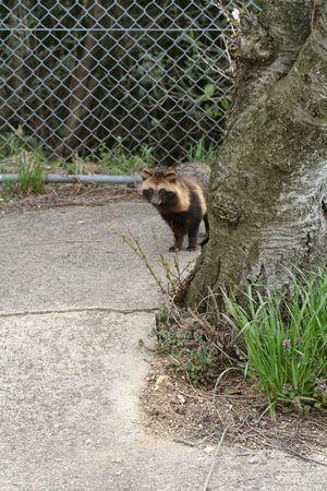 IMG 0161Tanuki.JPG